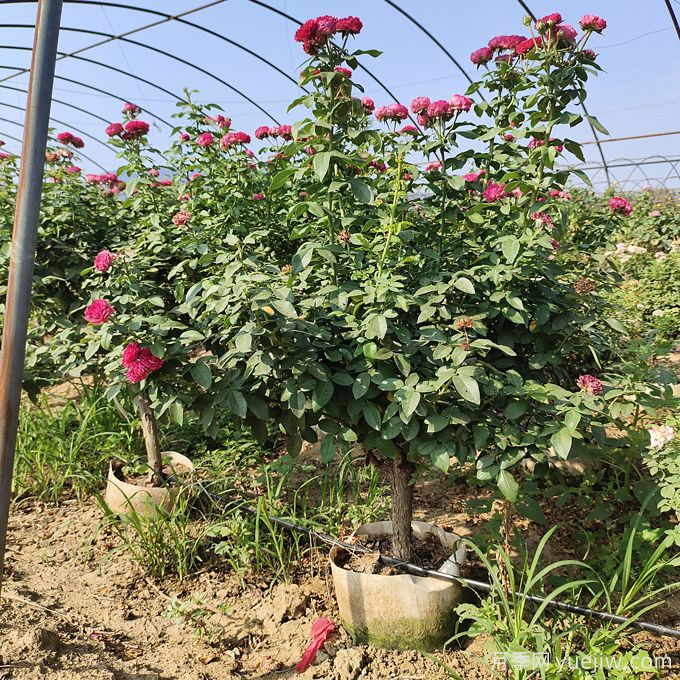 園藝新品，多色歐月薔薇桿樹狀月季(圖1)
