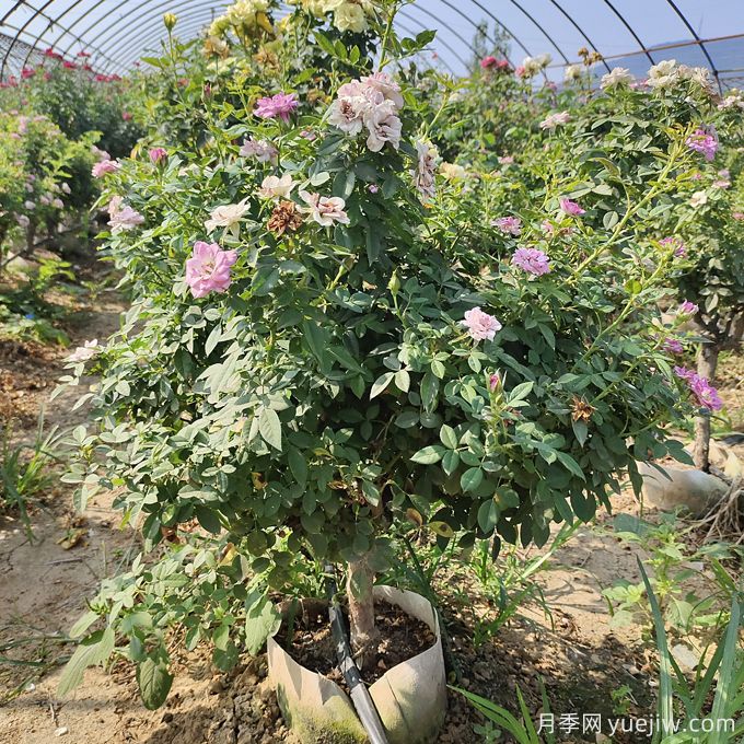 園藝新品，多色歐月薔薇桿樹狀月季(圖2)