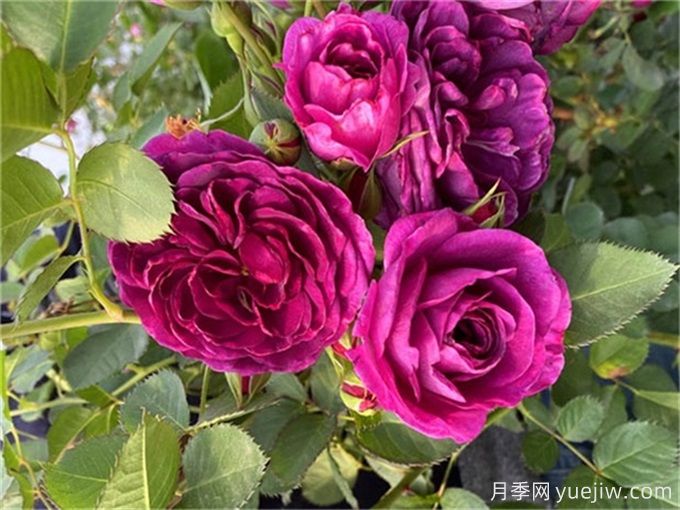 月季秋季花期，如何保證秋天花開爆盆？(圖1)