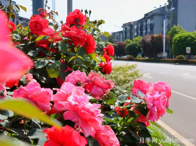 宜昌市董市鎮(zhèn)，月季綻放月季小鎮(zhèn)(圖2)