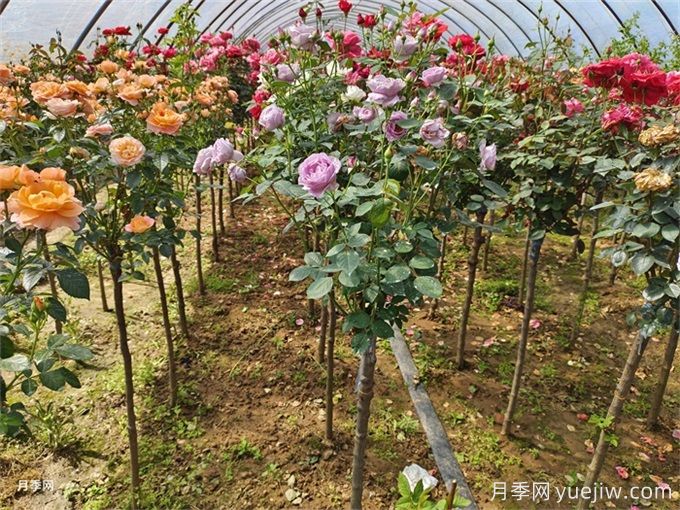 月季苗圃的三大出路：特色化、多樣化、精品化月季(圖2)