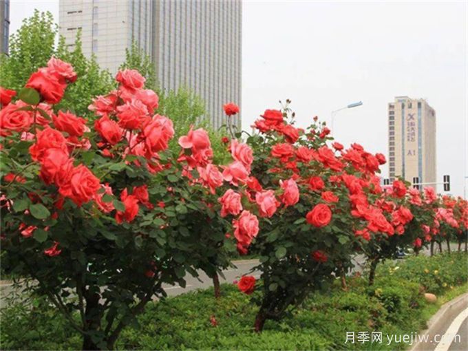 合肥樹狀月季花爆火！真相沒你想得那么簡(jiǎn)單！(圖1)