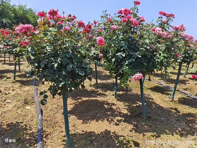 合肥樹狀月季花爆火！真相沒你想得那么簡(jiǎn)單！(圖2)