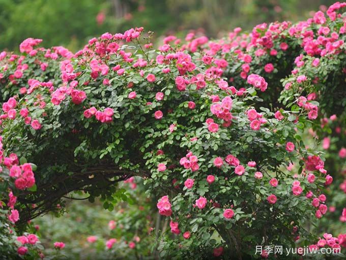 資陽字庫山的月季花海盛宴，趕赴美麗(圖2)