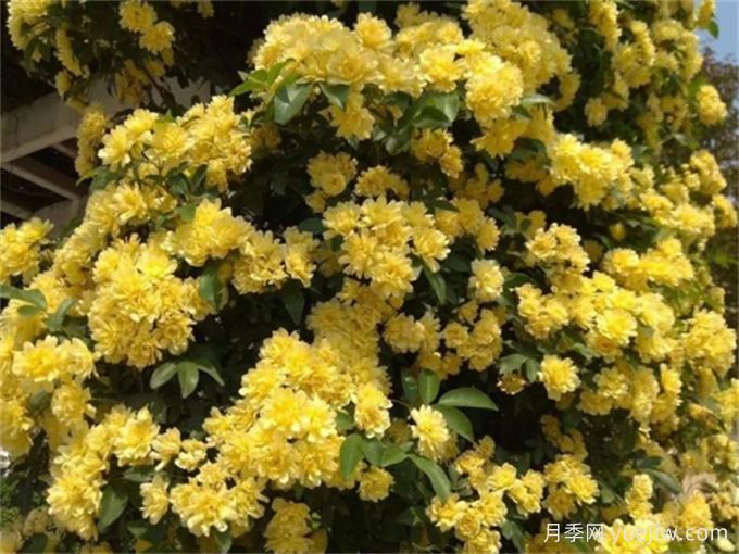 華中地區(qū)常見的開花植物，一起來認一認！(圖1)