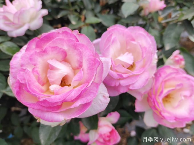 常見(jiàn)植物風(fēng)水學(xué)之“五行”劃分，讓你的運(yùn)勢(shì)更旺！(圖1)