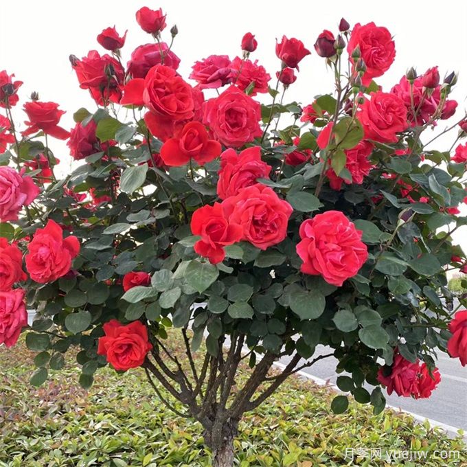 如何選擇適合干道綠化帶的植物？推薦適合品種(圖1)