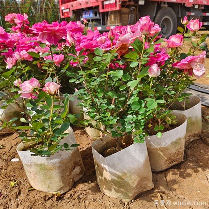 如何選擇適合干道綠化帶的植物？推薦適合品種(圖2)