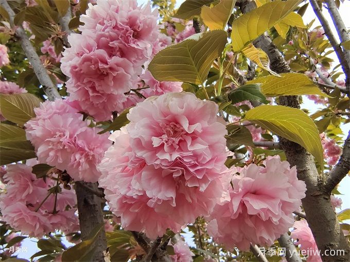 中國(guó)常見(jiàn)行道、庭蔭、園林樹種簡(jiǎn)介（總結(jié)40個(gè)）(圖4)