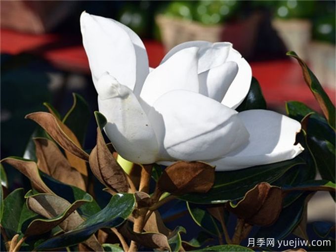 中國(guó)常見(jiàn)行道、庭蔭、園林樹種簡(jiǎn)介（總結(jié)40個(gè)）(圖3)