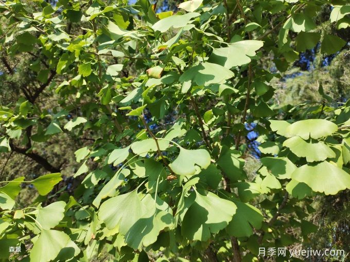 中國(guó)常見(jiàn)行道、庭蔭、園林樹種簡(jiǎn)介（總結(jié)40個(gè)）(圖2)