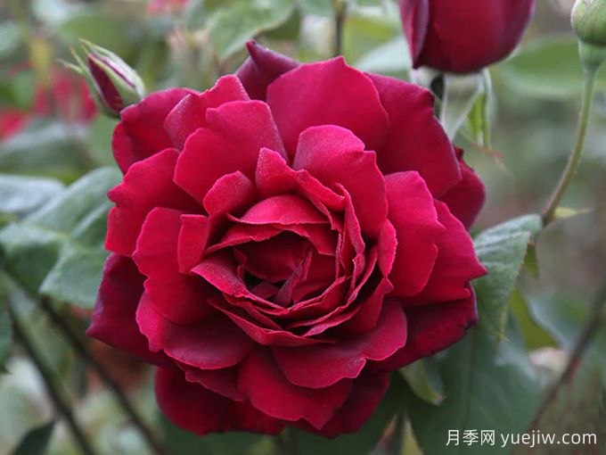俄克拉荷馬月季，紅寶石玫瑰閃耀在你的花園(圖1)