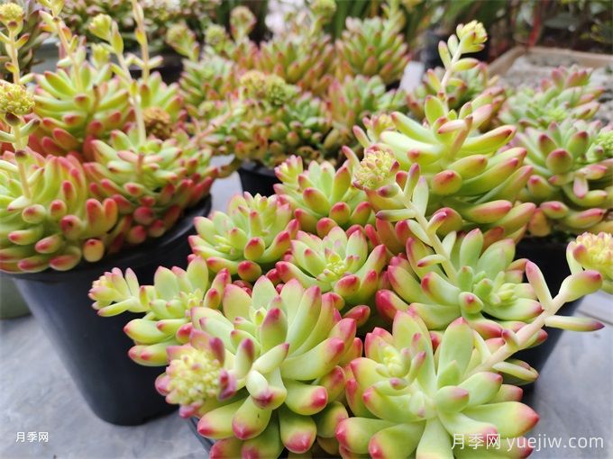 十種省心植物，不用勤澆水(圖1)