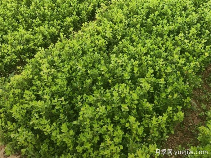 春天綠籬栽植養(yǎng)護(hù)辦法，大大減少死亡率(圖1)