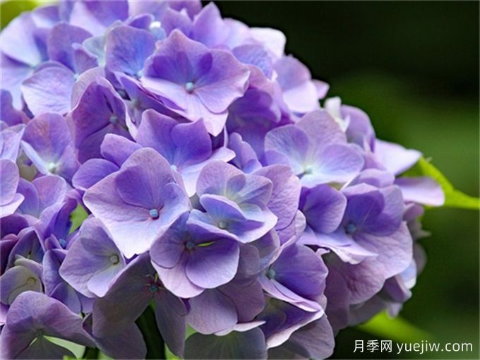 繡球花花語和寓意是什么？冬天怎么養(yǎng)好繡球(圖1)
