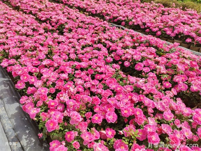 600種園林植物配置大全，分類特征匯集(圖1)