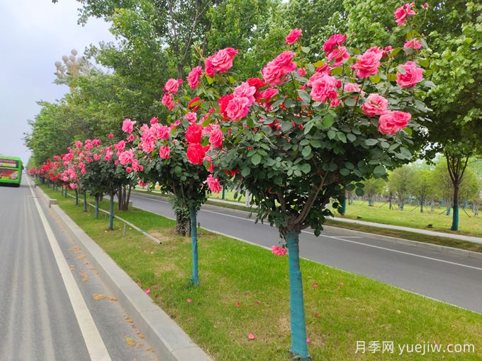 600種園林植物配置大全，分類特征匯集(圖2)