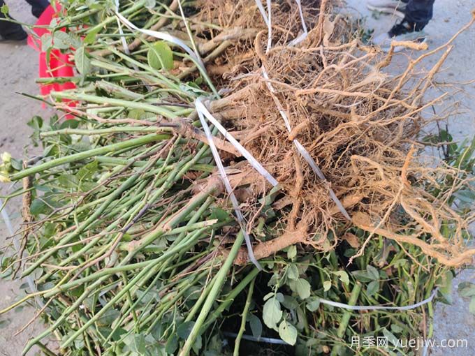 月季裸根苗種植時(shí)間？盆栽和地栽種植方法(圖2)