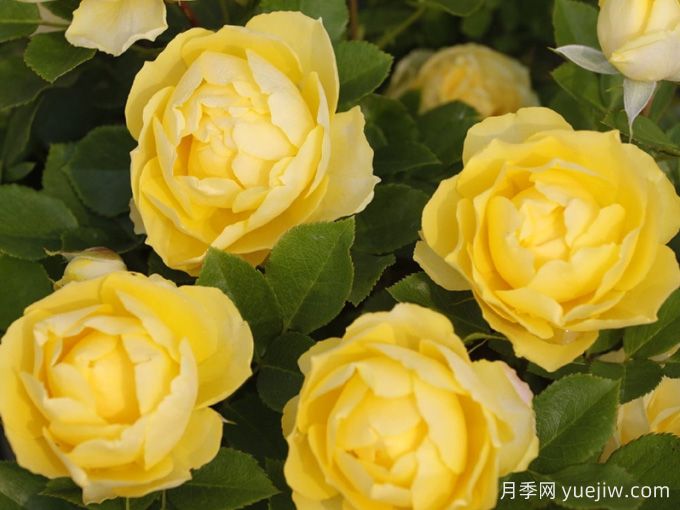 6種經(jīng)典的月季花，每一種都是顏值擔(dān)當(dāng)(圖3)