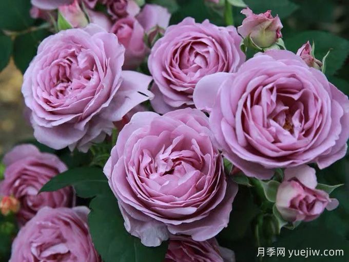 6種經(jīng)典的月季花，每一種都是顏值擔(dān)當(dāng)(圖4)