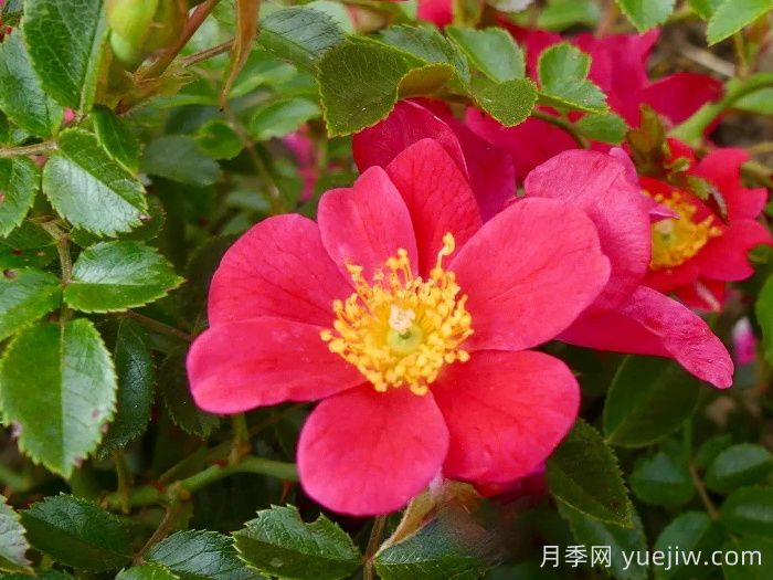哈德福俊月季/赫特福德郡(圖1)