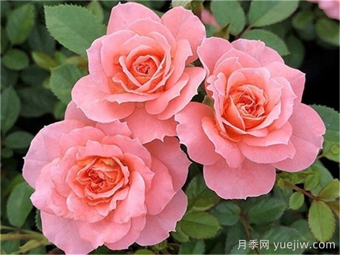 月季推薦，三文魚陽臺月季(圖1)