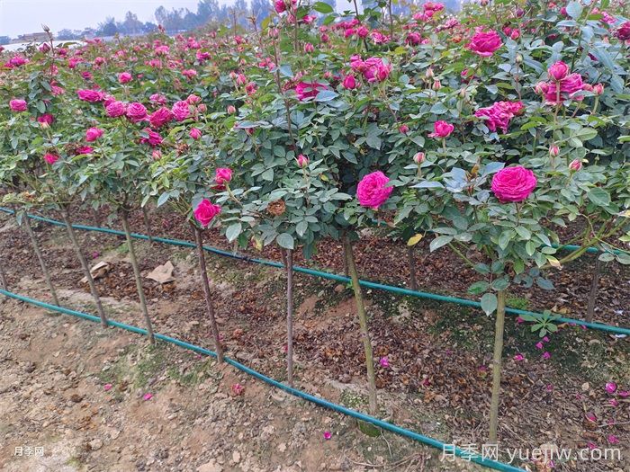 匯總558種常見園林植物，趕快收藏(圖2)