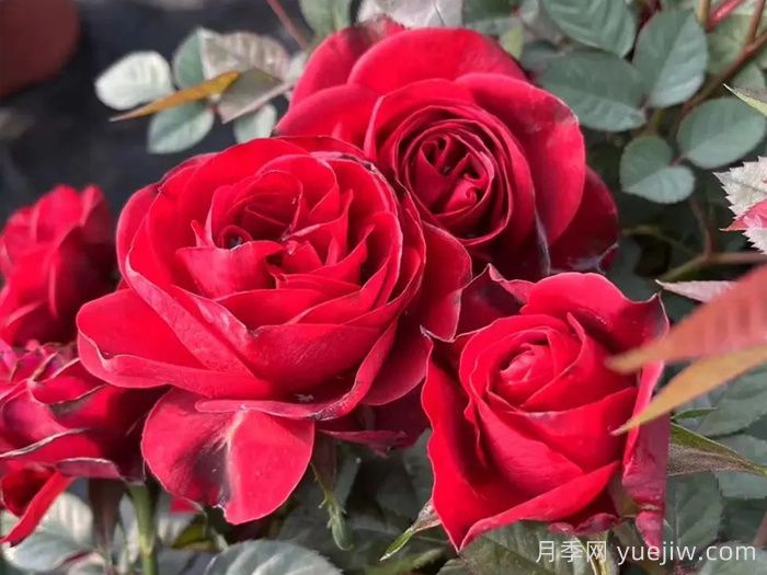 國月月季推薦，中國紅月季(圖1)