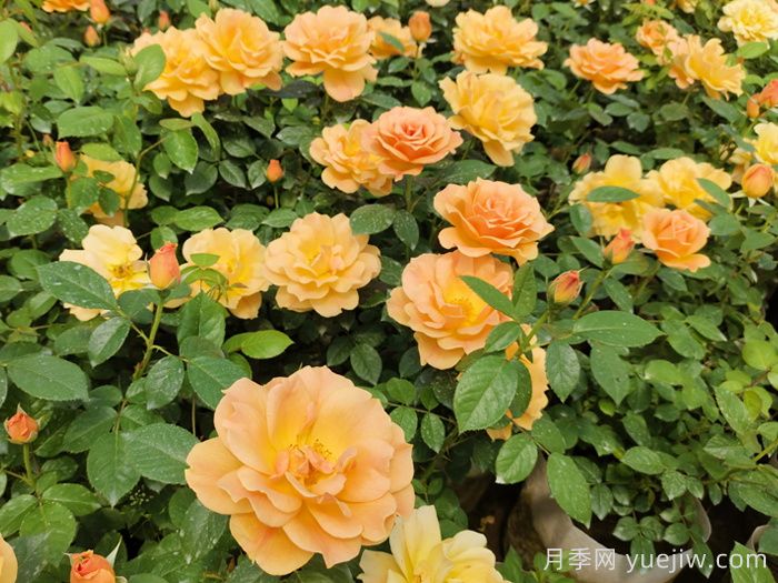 月季真的是藥罐子嗎？如何不噴藥養(yǎng)好月季？(圖2)