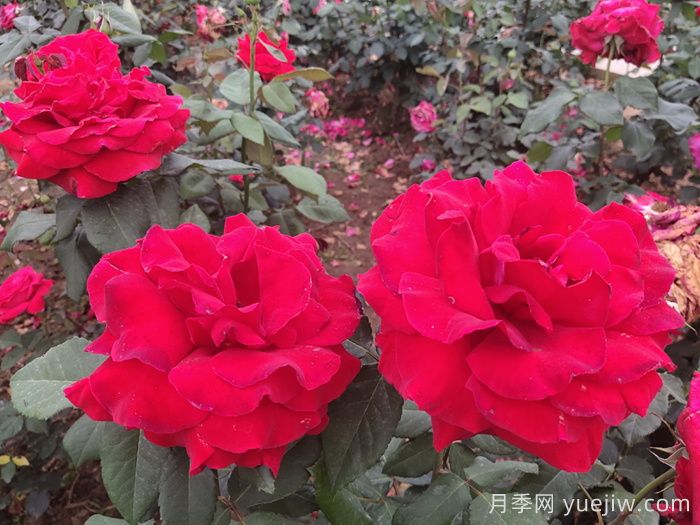 月季真的是藥罐子嗎？如何不噴藥養(yǎng)好月季？(圖3)