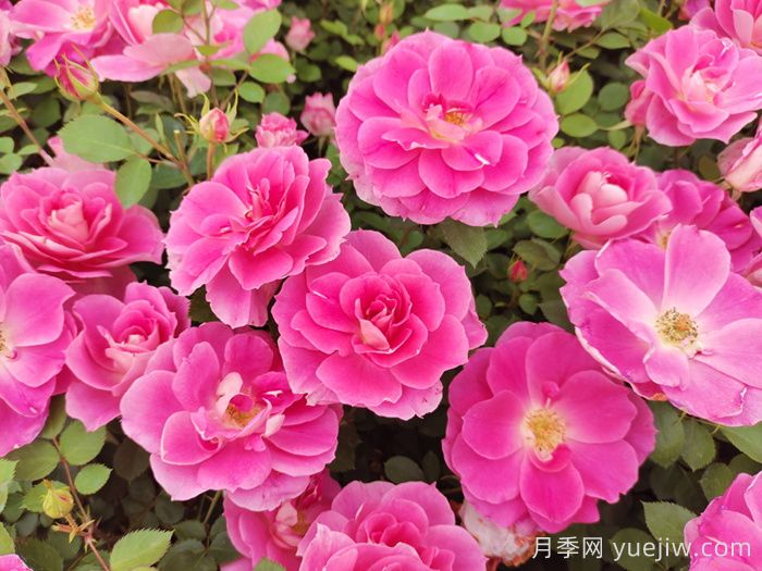 植物怎樣搭配以實(shí)現(xiàn)四季有景？(圖1)