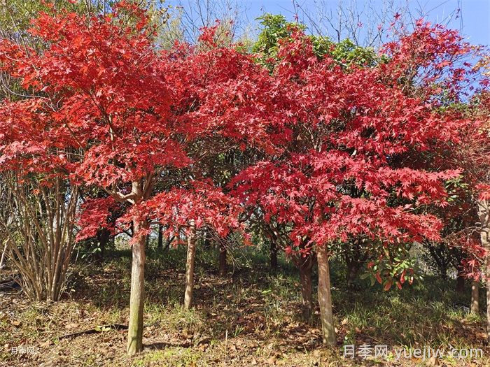 植物怎樣搭配以實(shí)現(xiàn)四季有景？(圖2)