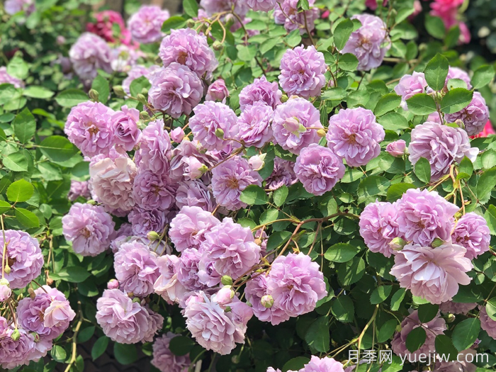 藍色陰雨月季(圖1)