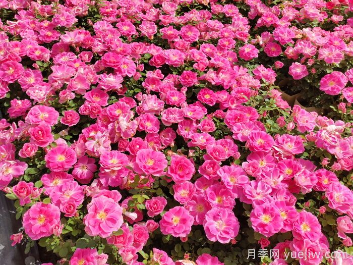 宿根花卉品種在園林景觀工程中的應(yīng)用(圖1)