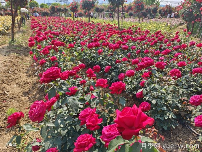 城市公園植物選擇品種和配置要求有哪些？(圖1)