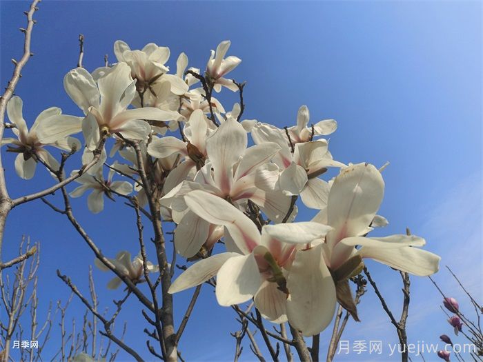 白玉蘭，花界高冷女神(圖1)