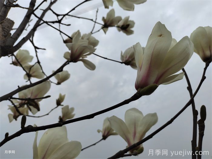 六種玉蘭介紹：白玉蘭、紫玉蘭、二喬玉蘭、望春玉蘭、飛黃玉蘭、寶華玉蘭(圖3)