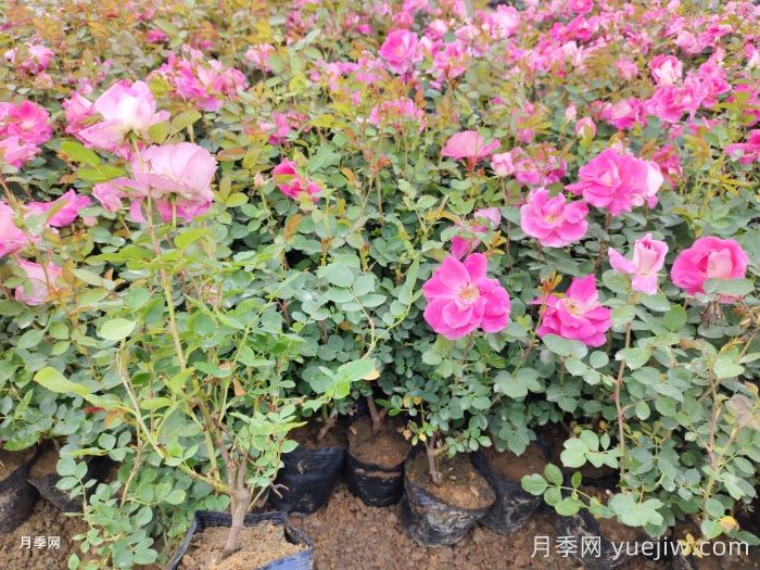 月季移栽后黃葉打焉怎么辦？盆栽月季小苗移栽問題(圖1)