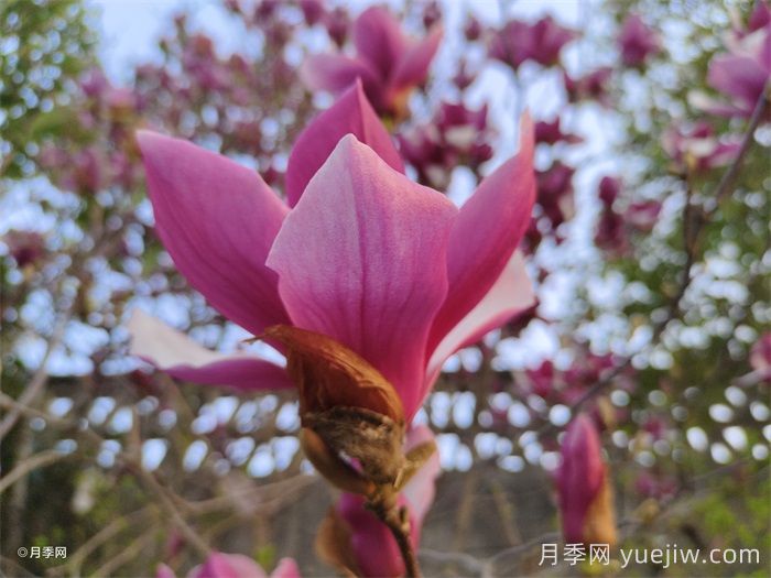 南召縣皇后鄉(xiāng)玉蘭苗木產業(yè)飄香致富路(圖1)