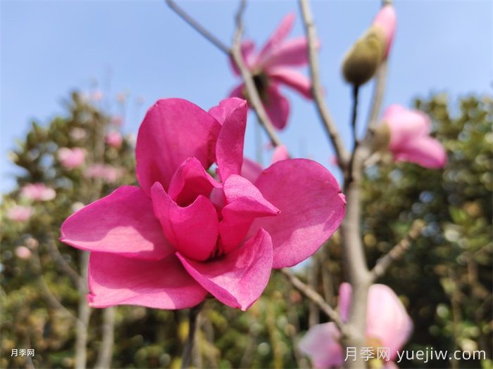 玉蘭為何被稱為望春花？(圖1)