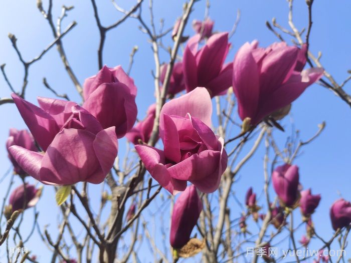 庭院栽上一棵玉蘭花，花團錦簇滿院飄香(圖1)