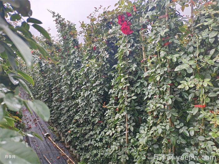 藤本月季不開花什么原因？可能是這6點(圖2)