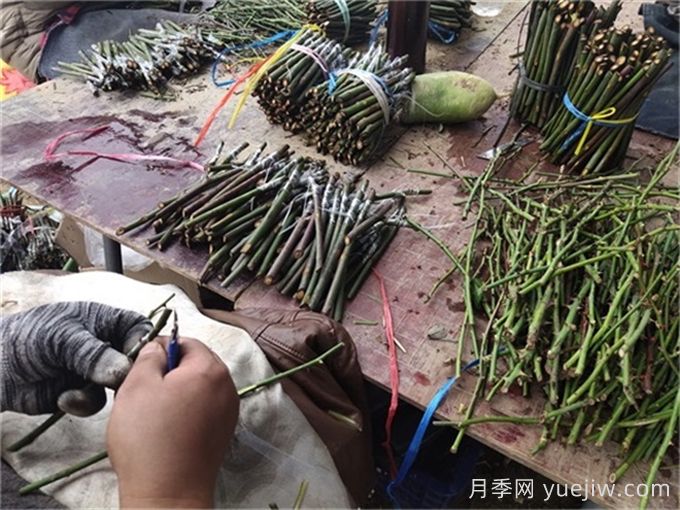 月季嫁接是門技術(shù)活，該如何做？(圖1)