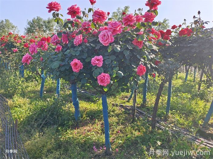 嫁接樹狀月季了，時間方法交給你(圖1)