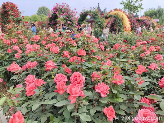 月季花開，南陽月季在園林綠化的場景展示(圖2)