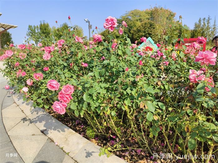 月季花開，南陽月季在園林綠化的場景展示(圖3)