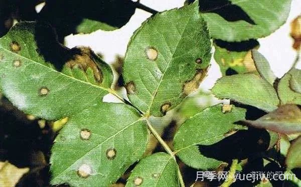 夏天月季發(fā)生炭疽病，該如何有效防治？(圖1)
