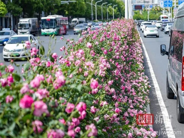 湖北武漢月季炸街，月季成道路顏值擔(dān)當(dāng)(圖1)