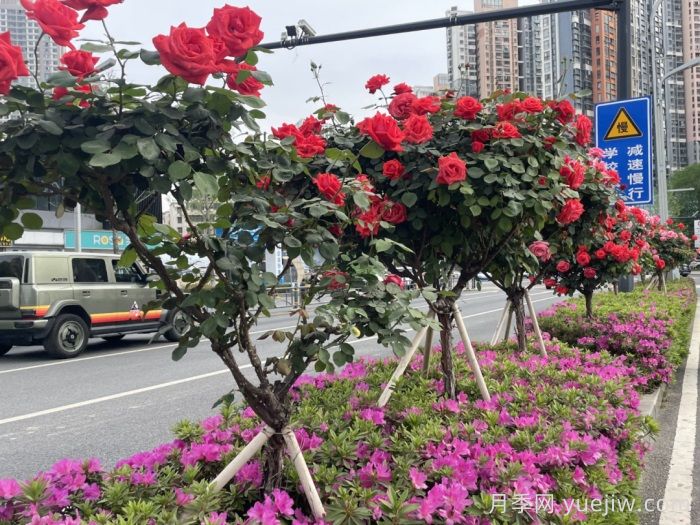 湖北武漢月季炸街，月季成道路顏值擔(dān)當(dāng)(圖3)