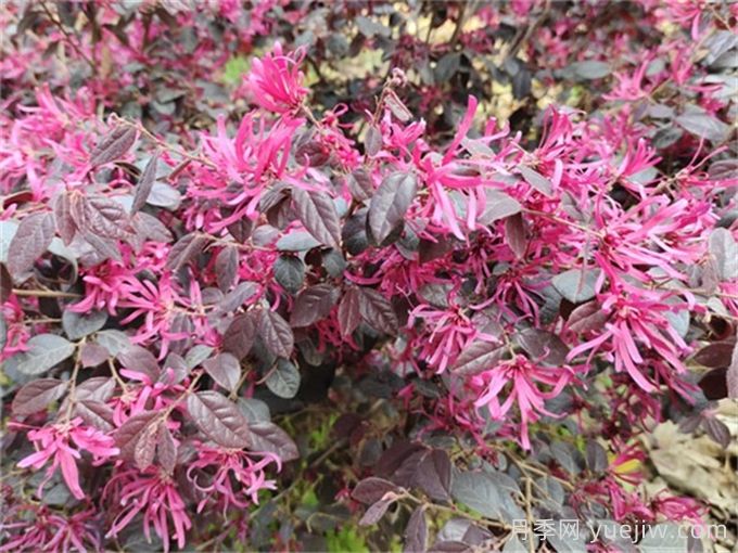 紅花繼木養(yǎng)護全攻略(圖1)